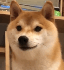 吃瓜表情包图片动态可爱